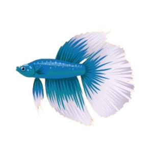 Blue Halfmoon Betta